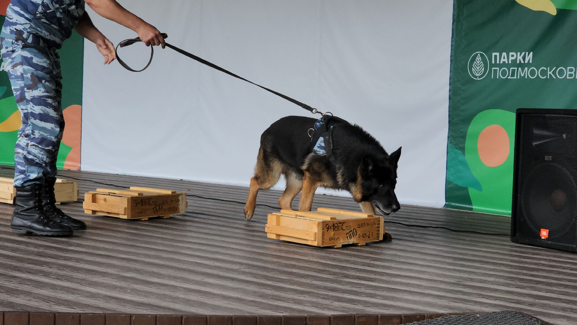 кашира, городской парк, кинолог, кинологическая служба, ко мне мухтар, ветеринар, приют для собак, собаки, дог-шоу,