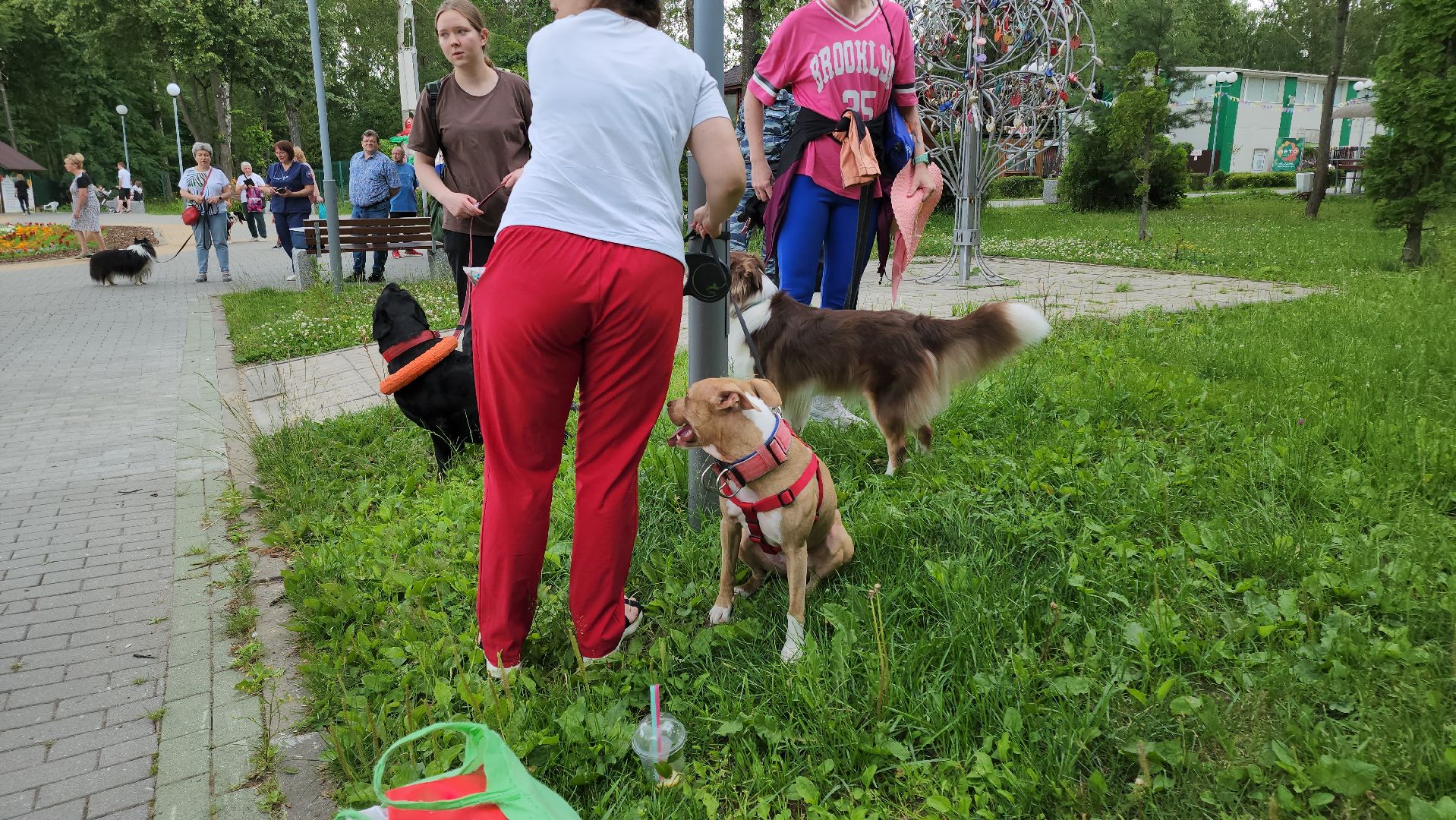 кашира, городской парк, кинолог, кинологическая служба, ко мне мухтар, ветеринар, приют для собак, собаки, дог-шоу,