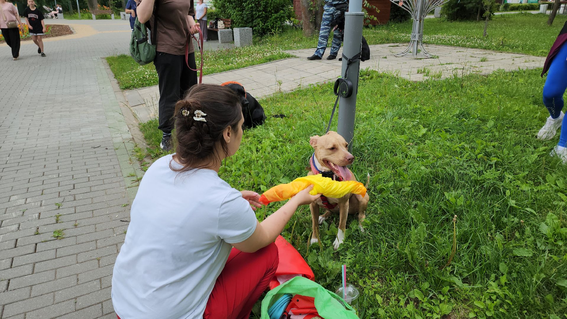 кашира, городской парк, кинолог, кинологическая служба, ко мне мухтар, ветеринар, приют для собак, собаки, дог-шоу,