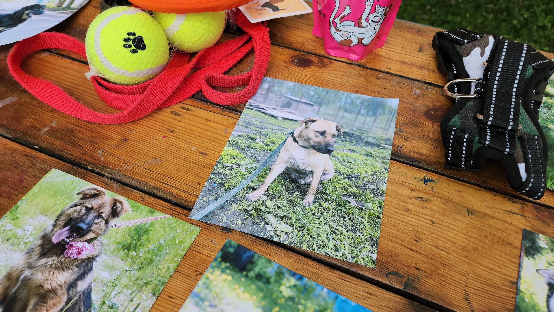 кашира, городской парк, кинолог, кинологическая служба, ко мне мухтар, ветеринар, приют для собак, собаки, дог-шоу,