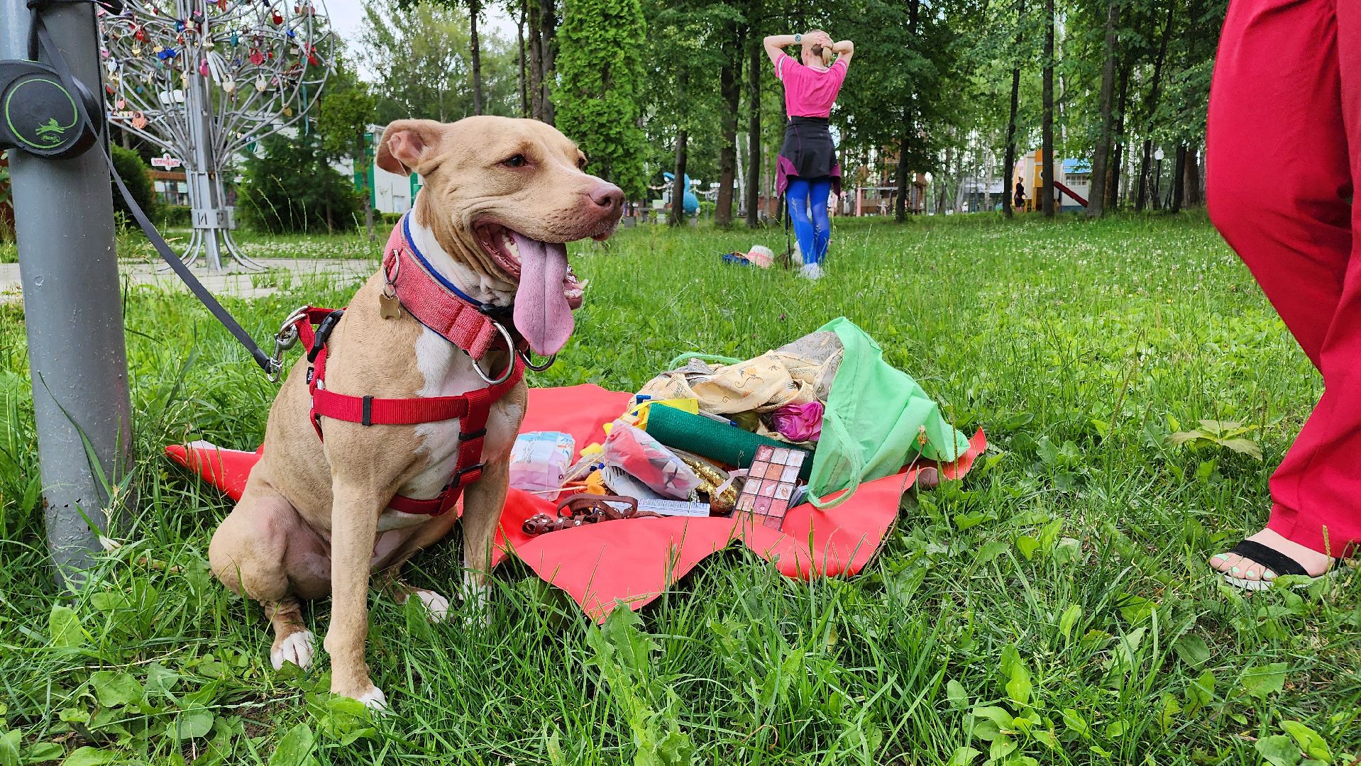 кашира, городской парк, кинолог, кинологическая служба, ко мне мухтар, ветеринар, приют для собак, собаки, дог-шоу,