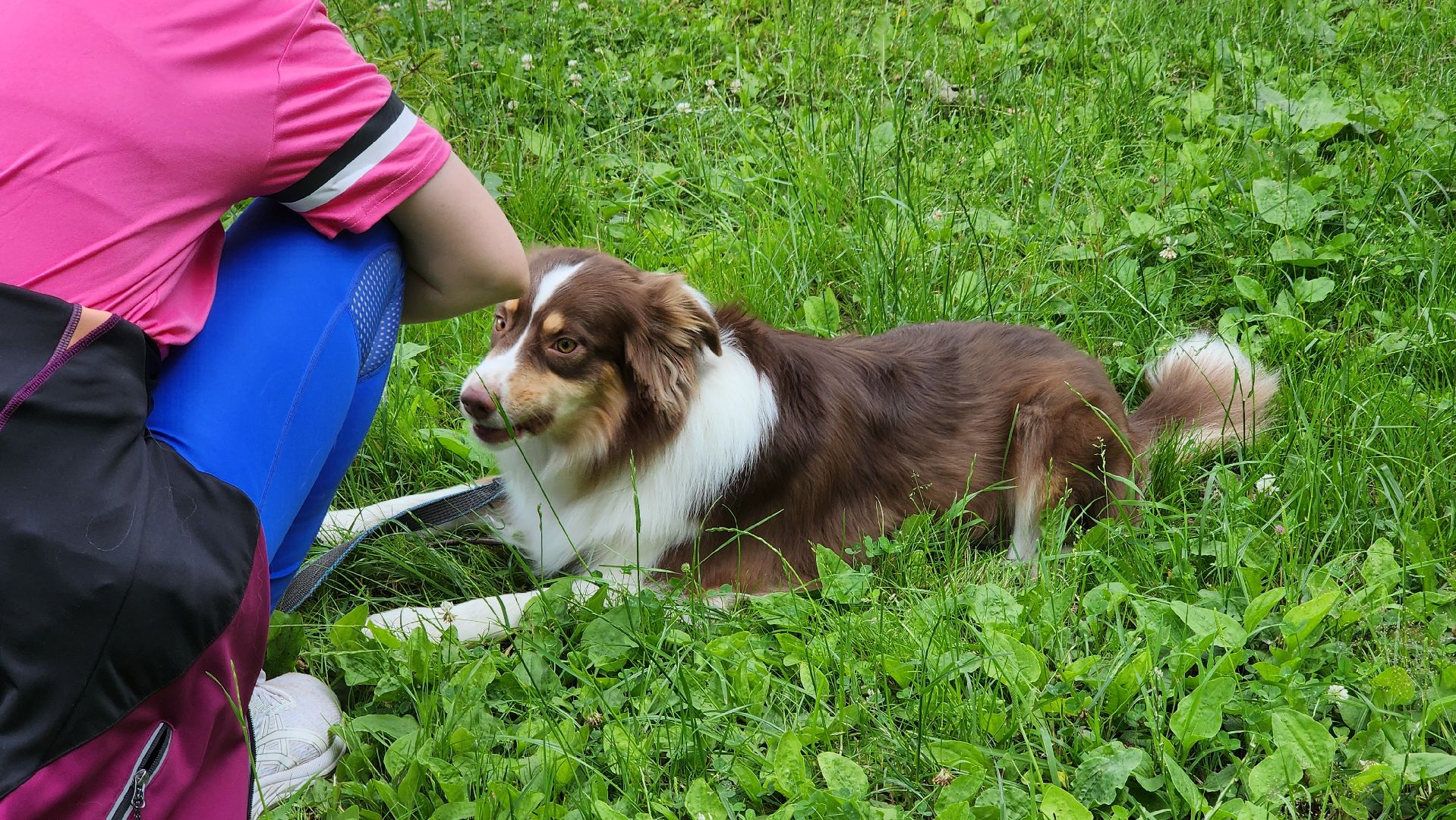 кашира, городской парк, кинолог, кинологическая служба, ко мне мухтар, ветеринар, приют для собак, собаки, дог-шоу,
