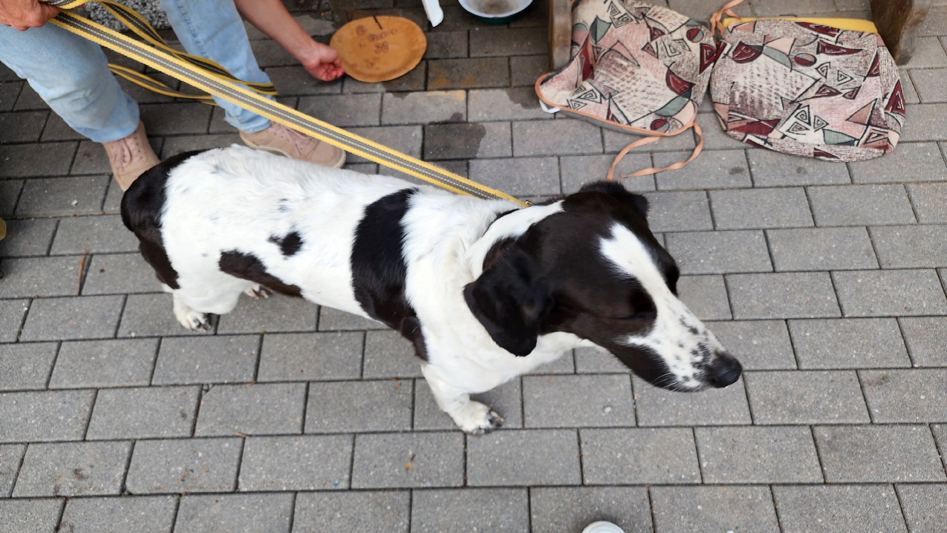 кашира, городской парк, кинолог, кинологическая служба, ко мне мухтар, ветеринар, приют для собак, собаки, дог-шоу,