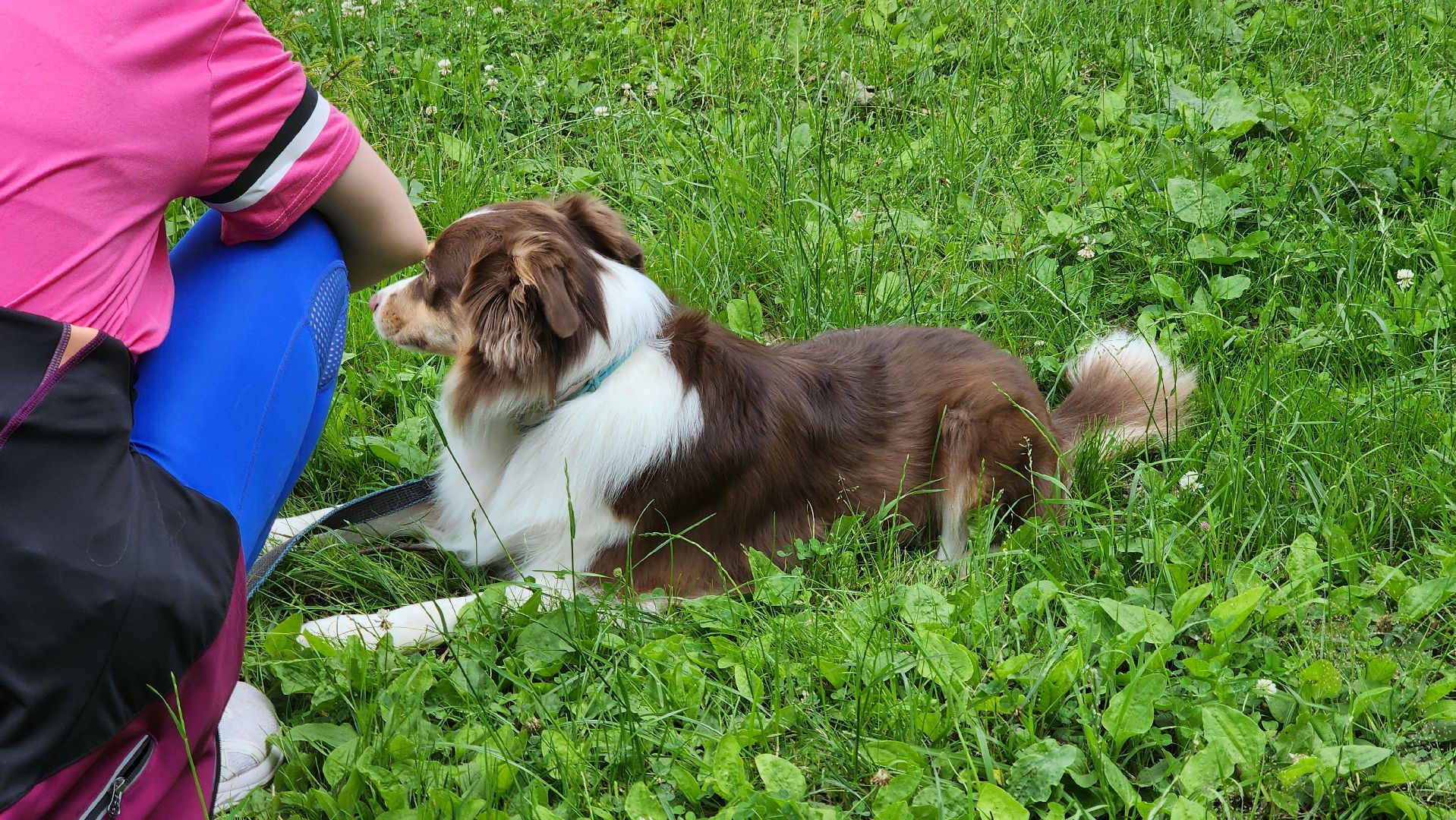 кашира, городской парк, кинолог, кинологическая служба, ко мне мухтар, ветеринар, приют для собак, собаки, дог-шоу,