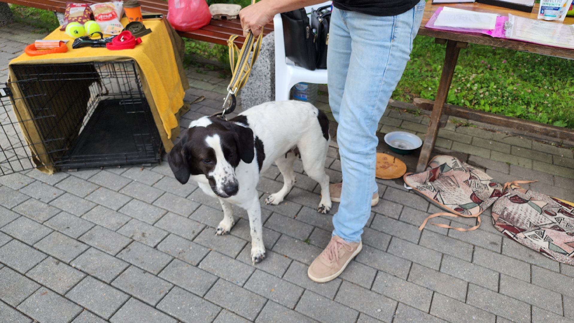 кашира, городской парк, кинолог, кинологическая служба, ко мне мухтар, ветеринар, приют для собак, собаки, дог-шоу,
