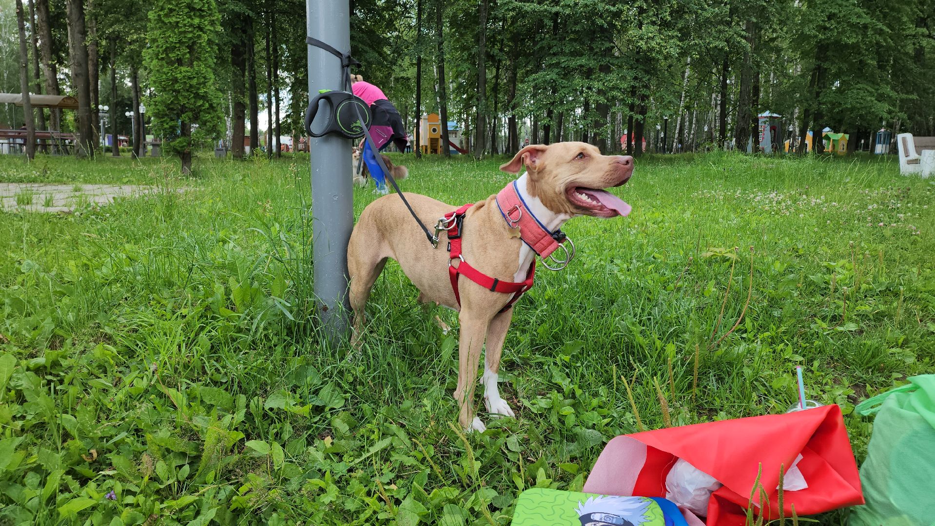 кашира, городской парк, кинолог, кинологическая служба, ко мне мухтар, ветеринар, приют для собак, собаки, дог-шоу,