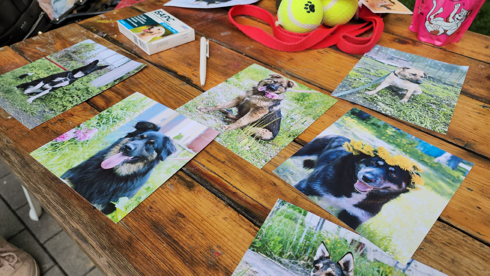 кашира, городской парк, кинолог, кинологическая служба, ко мне мухтар, ветеринар, приют для собак, собаки, дог-шоу,