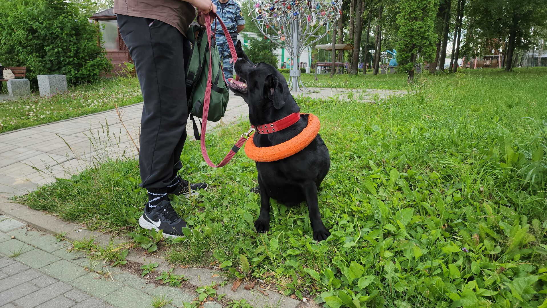 кашира, городской парк, кинолог, кинологическая служба, ко мне мухтар, ветеринар, приют для собак, собаки, дог-шоу,