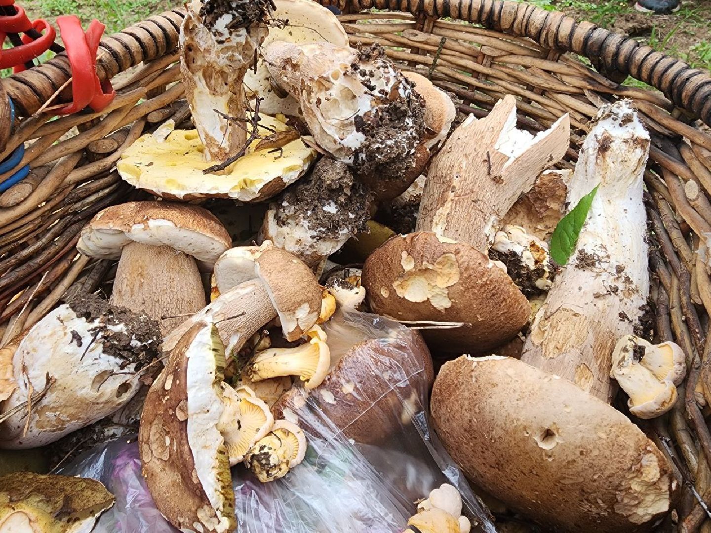 пущино, грибы, серпухов, экология,