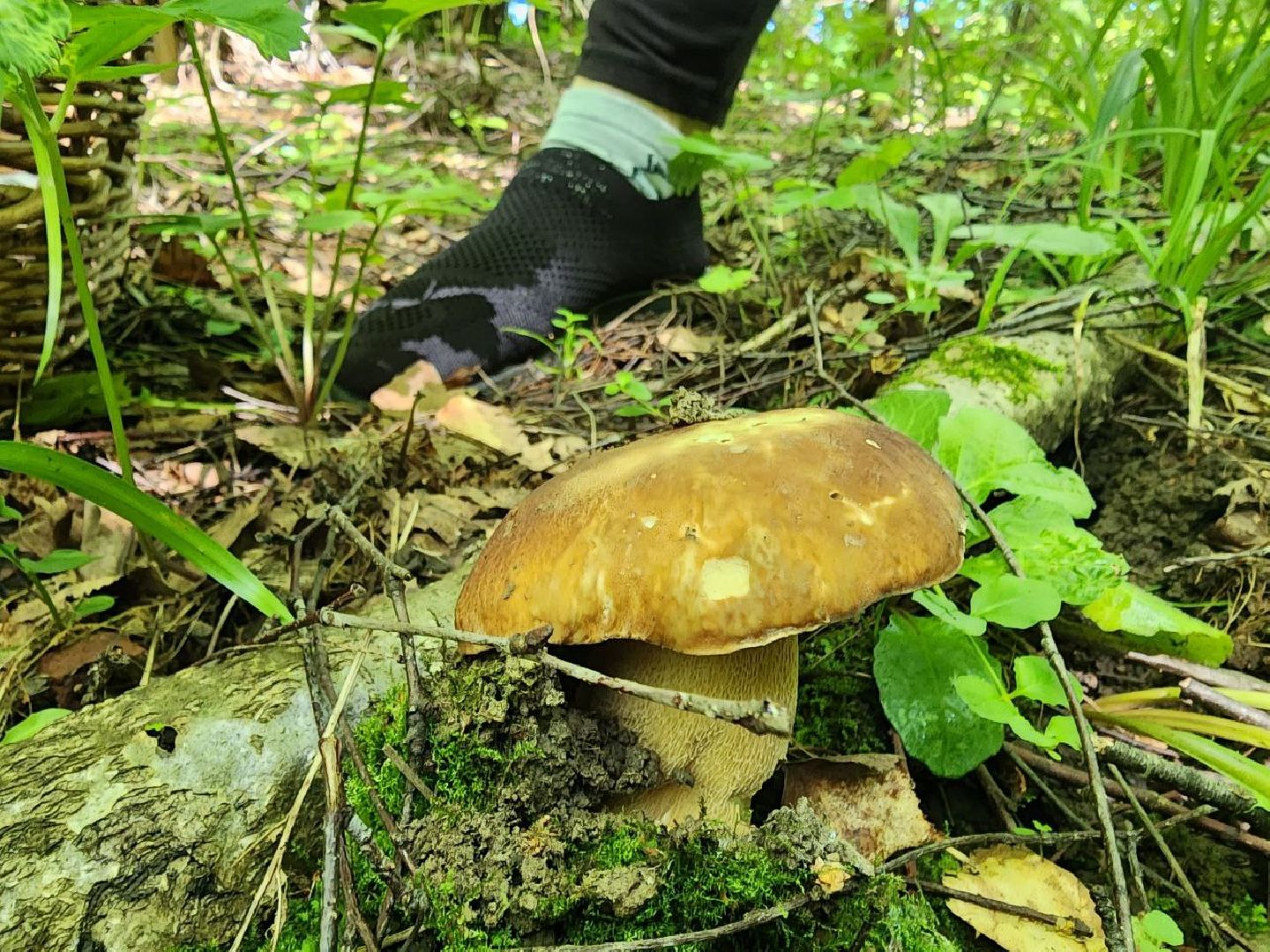 пущино, грибы, серпухов, экология,