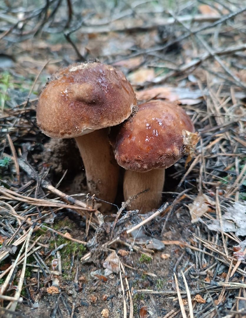 пущино, грибы, серпухов, экология,