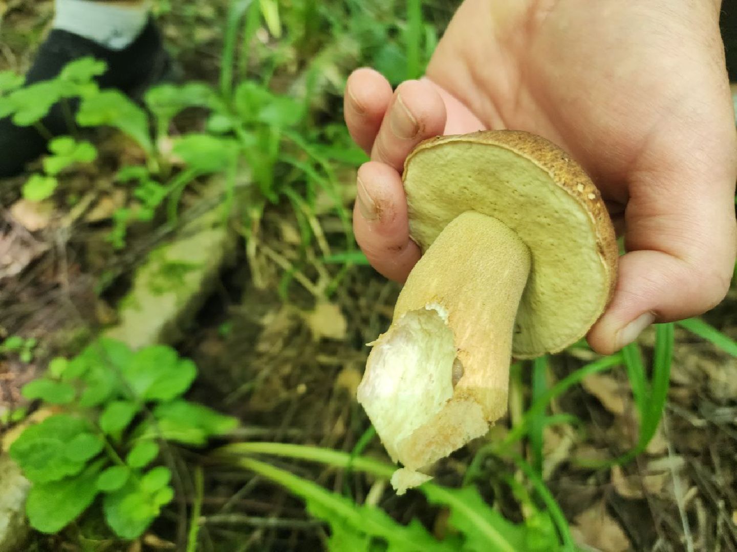 пущино, грибы, серпухов, экология,