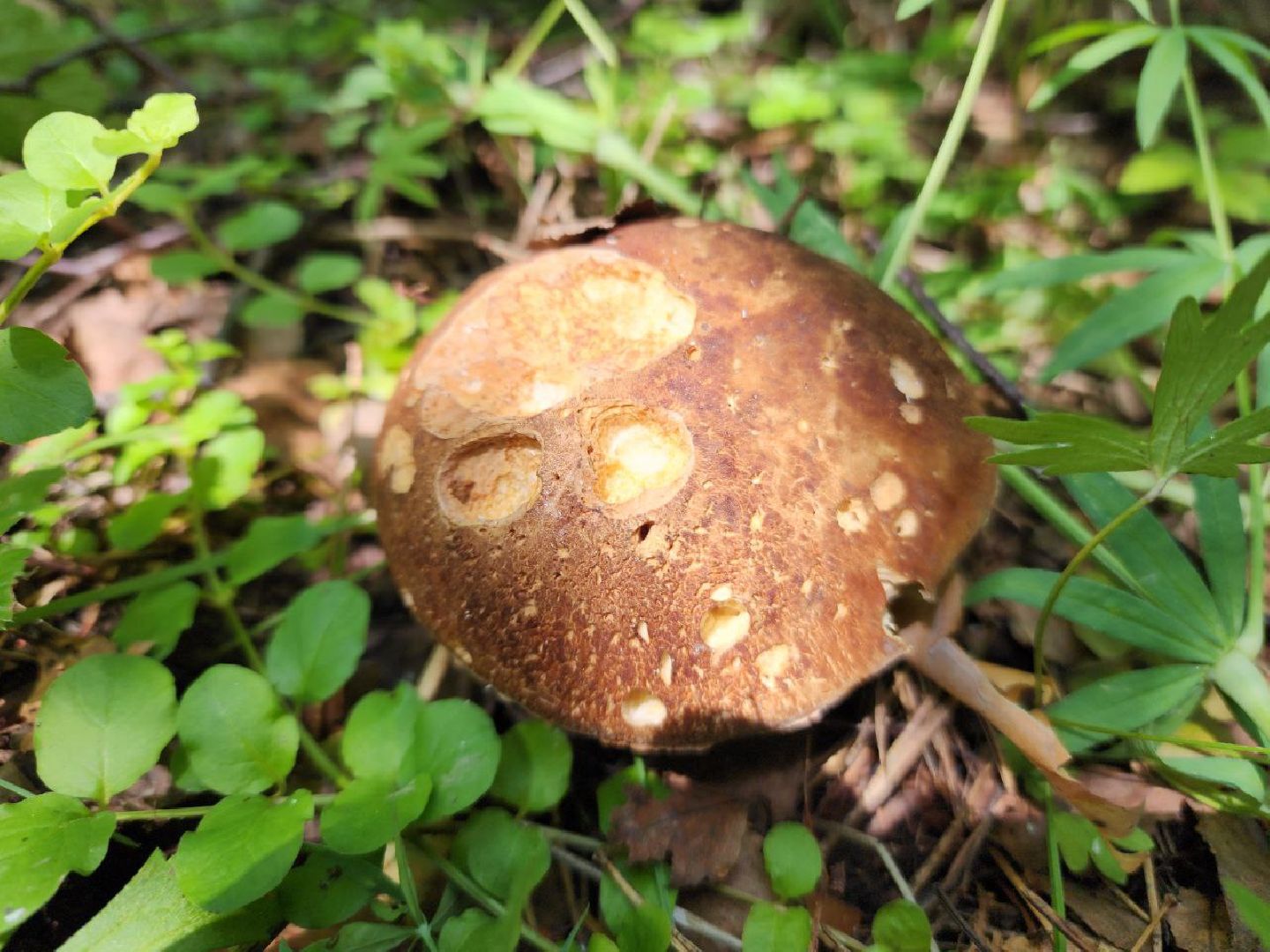 пущино, грибы, серпухов, экология,