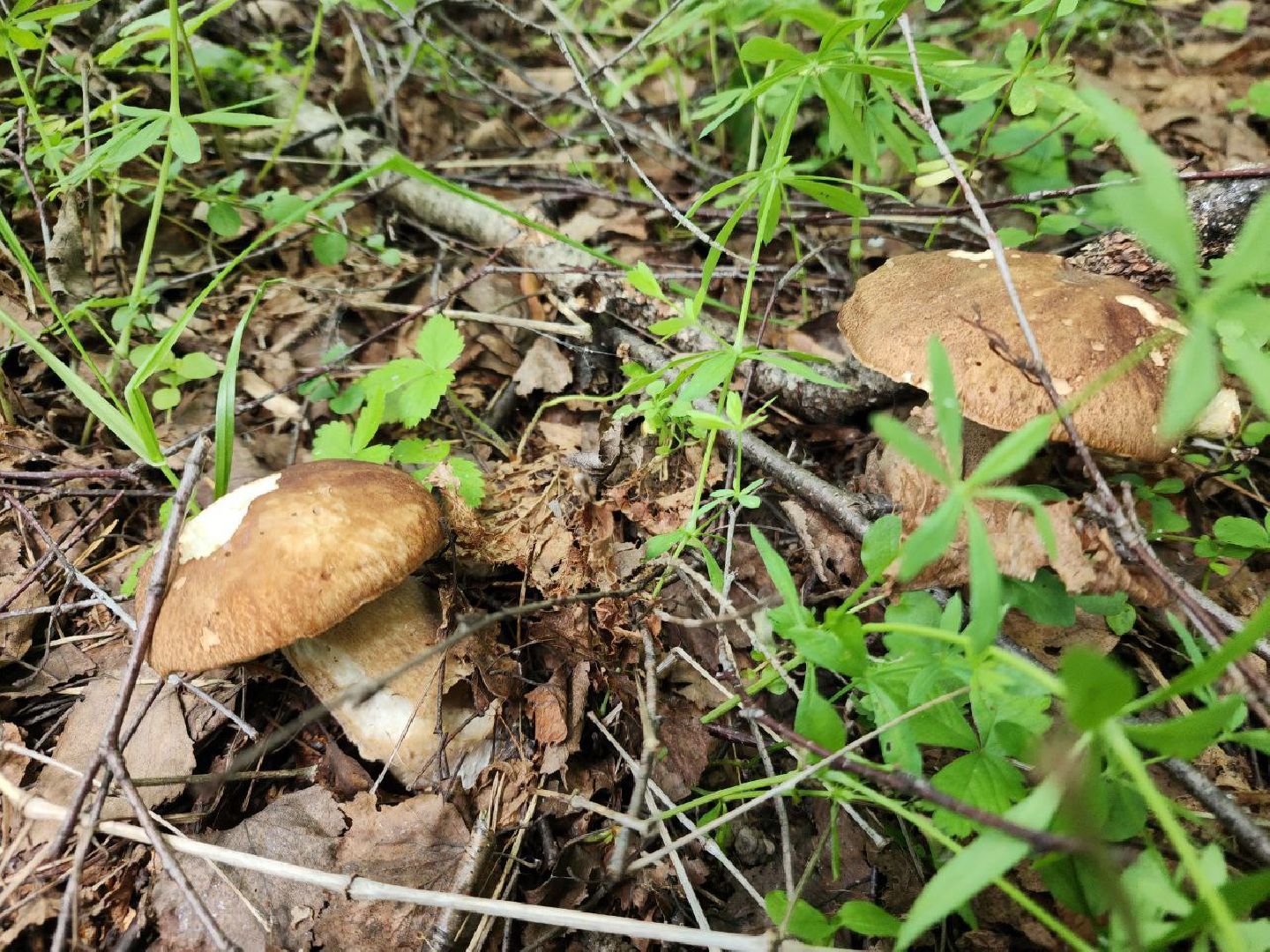 пущино, грибы, серпухов, экология,