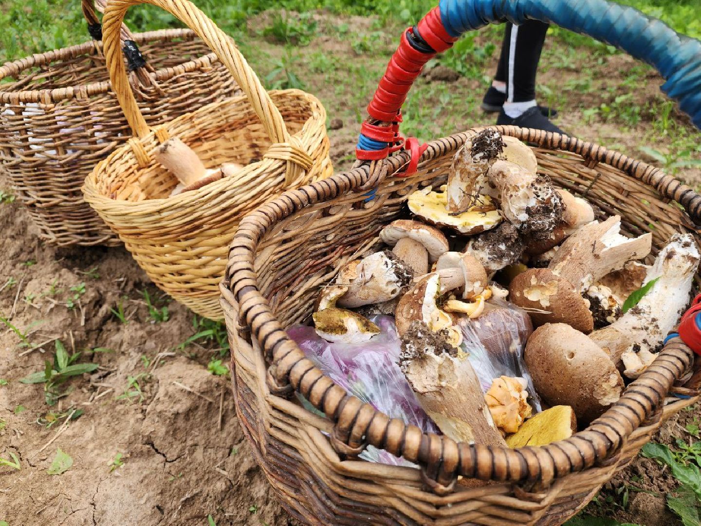 пущино, грибы, серпухов, экология,