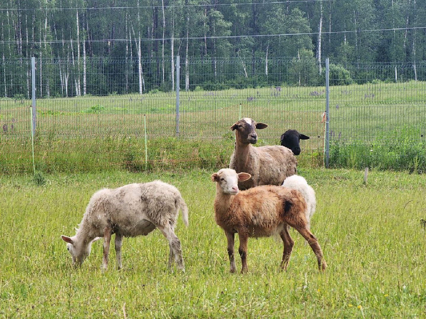 можайск, можайский городской округ, подмосковье, ранчорф, сельское хозяйство, фермерское хозяйство, ферма, агротуризм, сыроварня, завод по переработке молока,