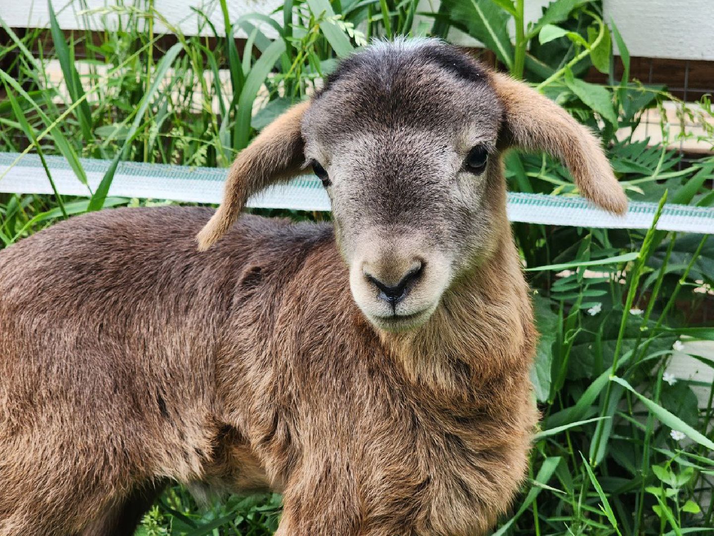 можайск, можайский городской округ, подмосковье, ранчорф, сельское хозяйство, фермерское хозяйство, ферма, агротуризм, сыроварня, завод по переработке молока,