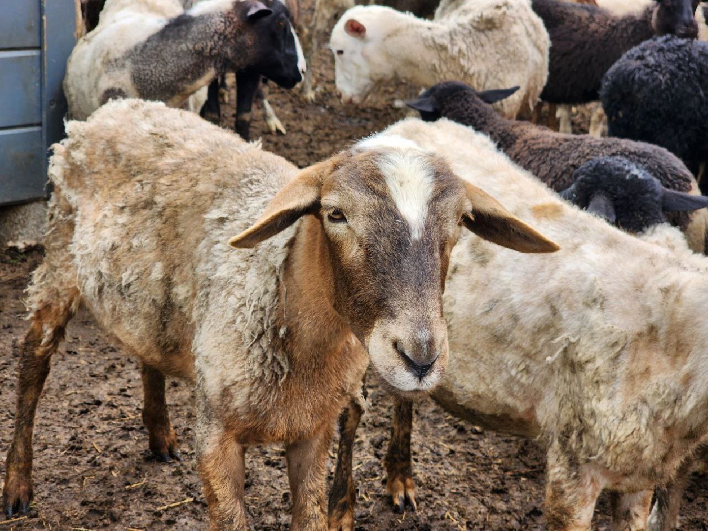 можайск, можайский городской округ, подмосковье, ранчорф, сельское хозяйство, фермерское хозяйство, ферма, агротуризм, сыроварня, завод по переработке молока,