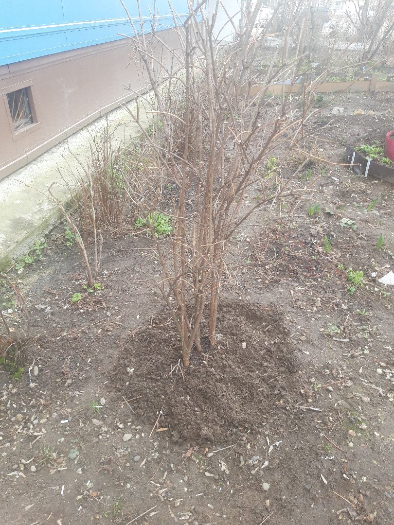 двор, доброе дело,