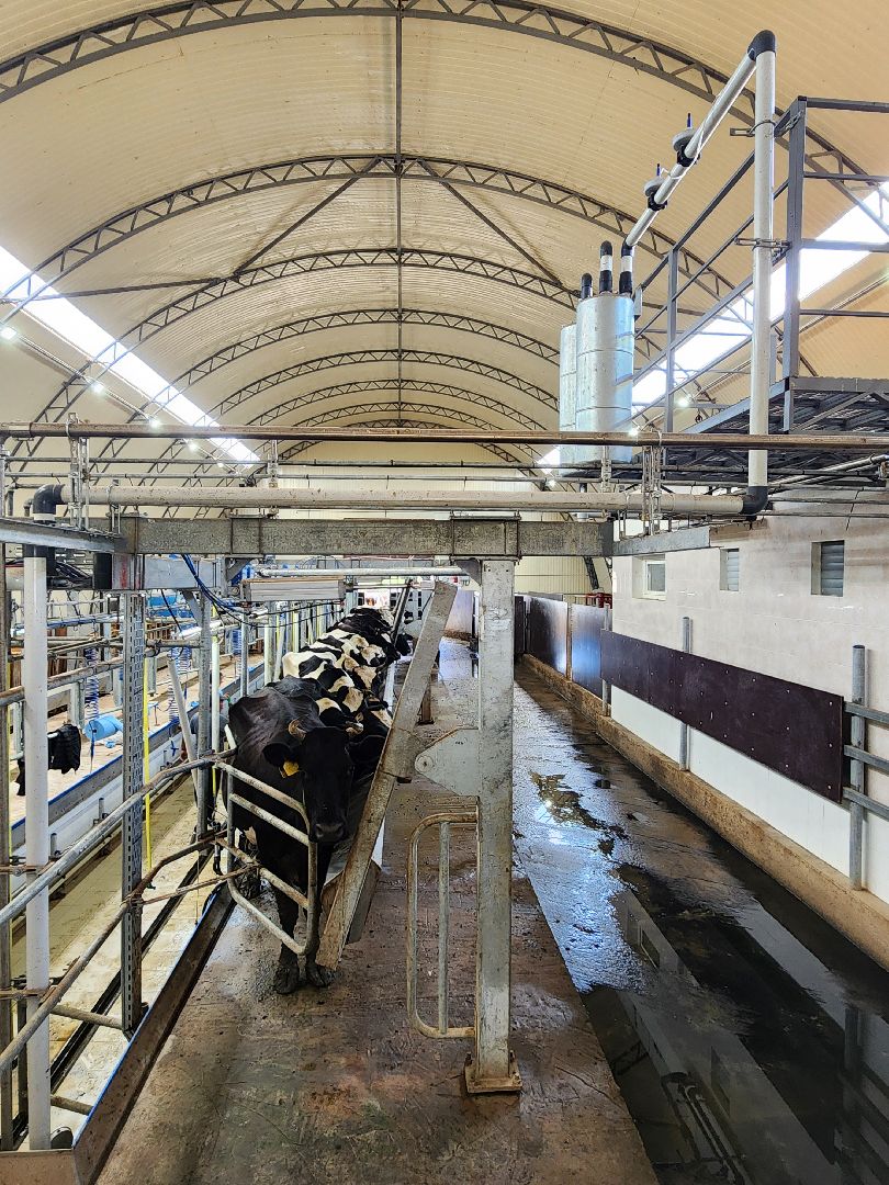 волоколамск, фермер, молоко,