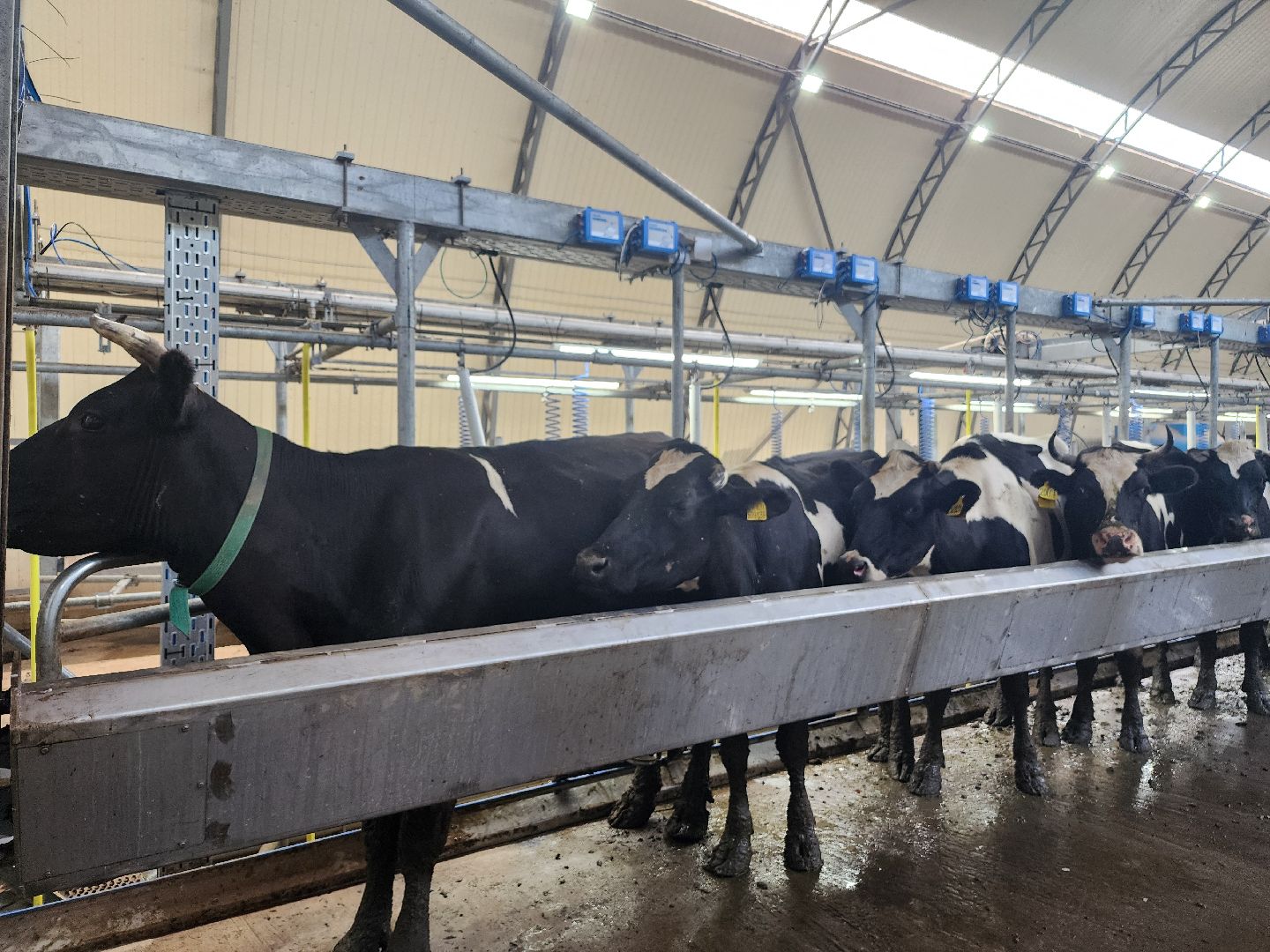 волоколамск, фермер, молоко,