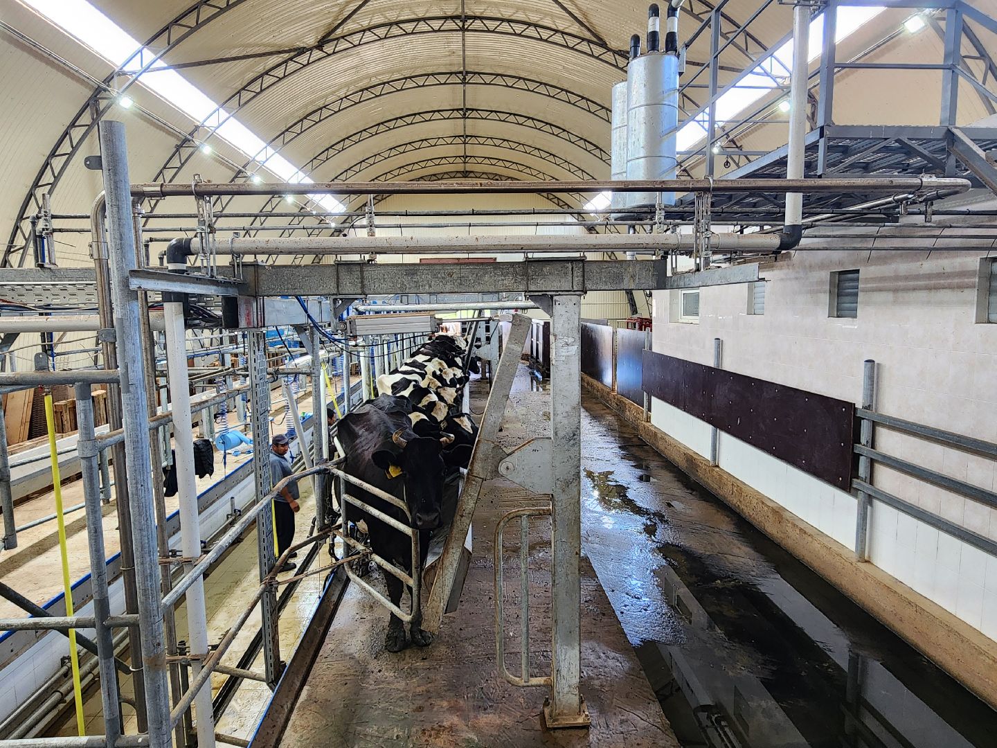 волоколамск, фермер, молоко,