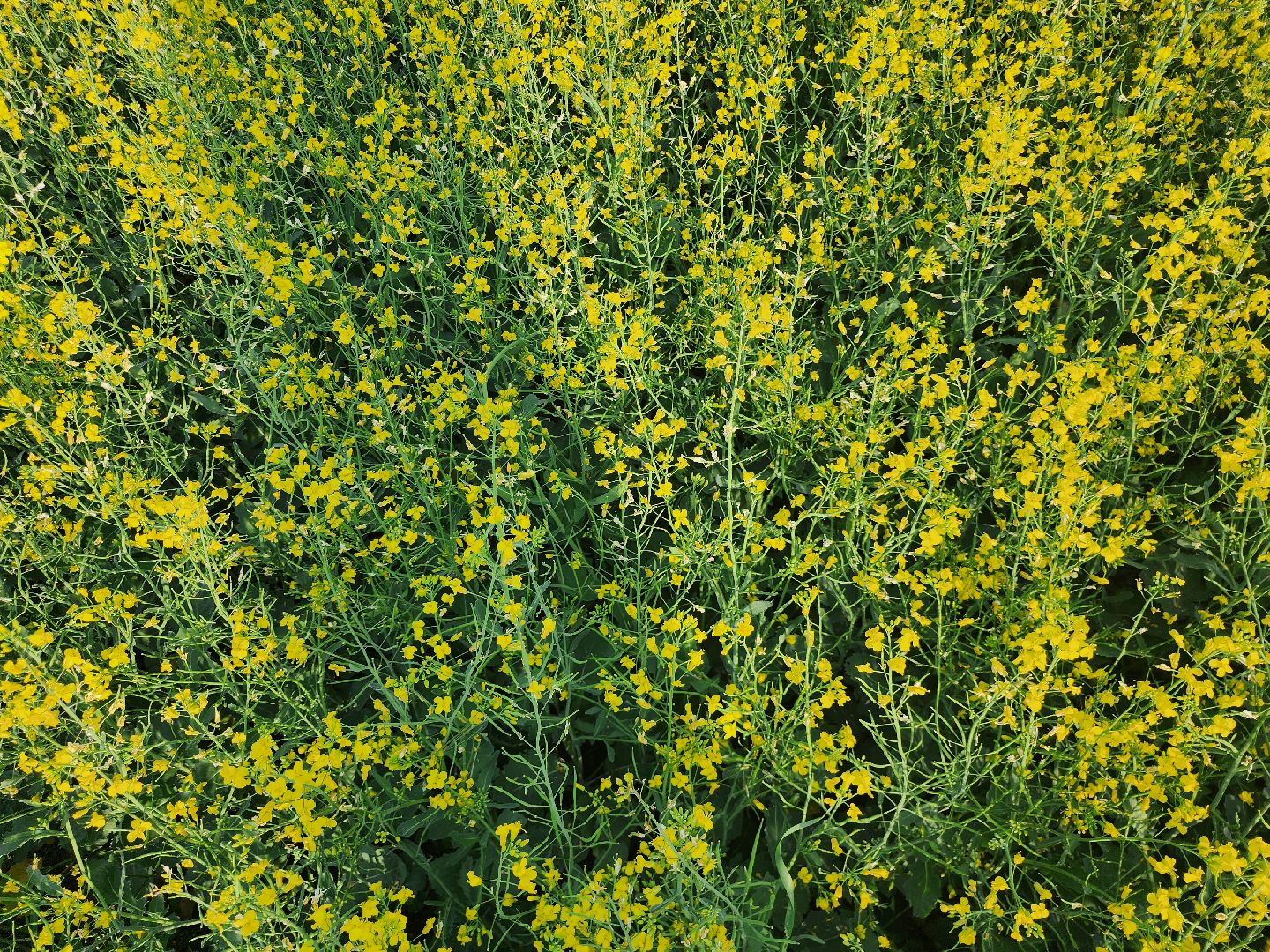 Зарайск, яровые, фотосессия,