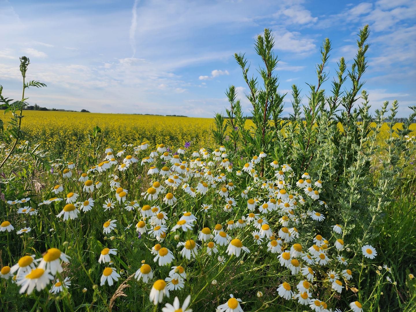 Зарайск, яровые, фотосессия,