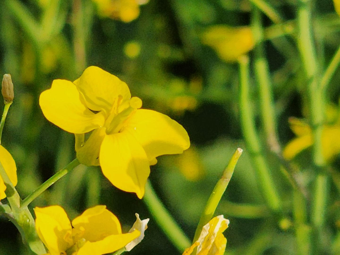 Зарайск, яровые, фотосессия,