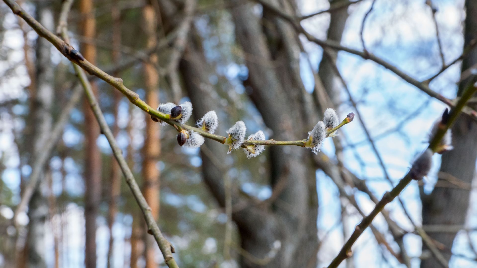 Подольск, верба