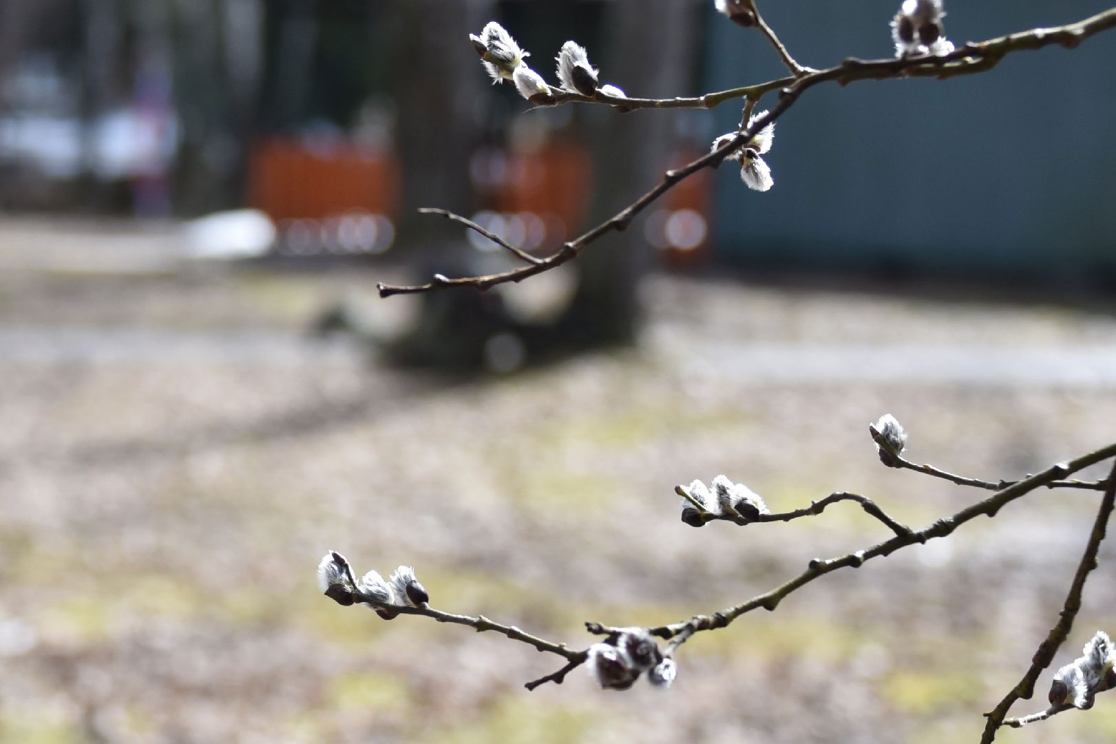 Подольск, верба