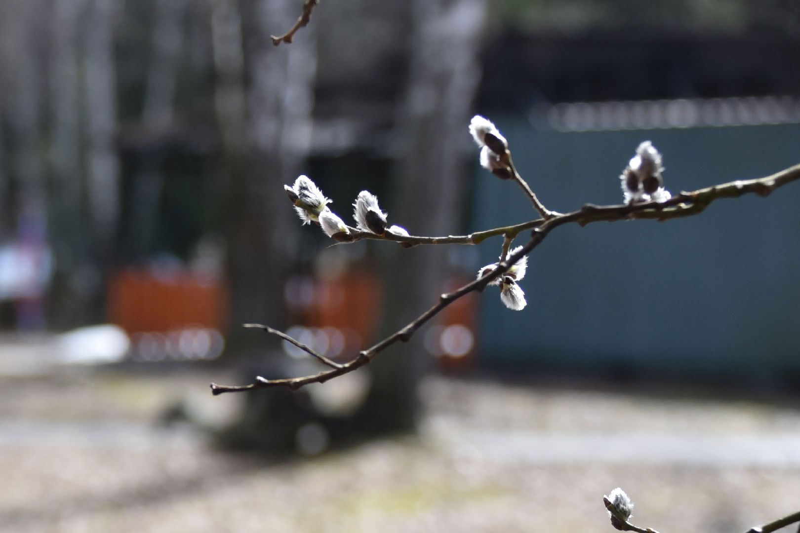 Подольск, верба