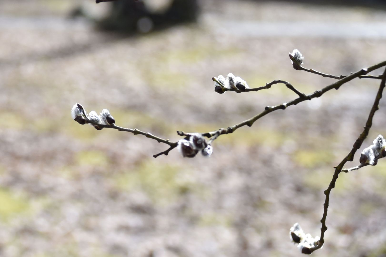 Подольск, верба