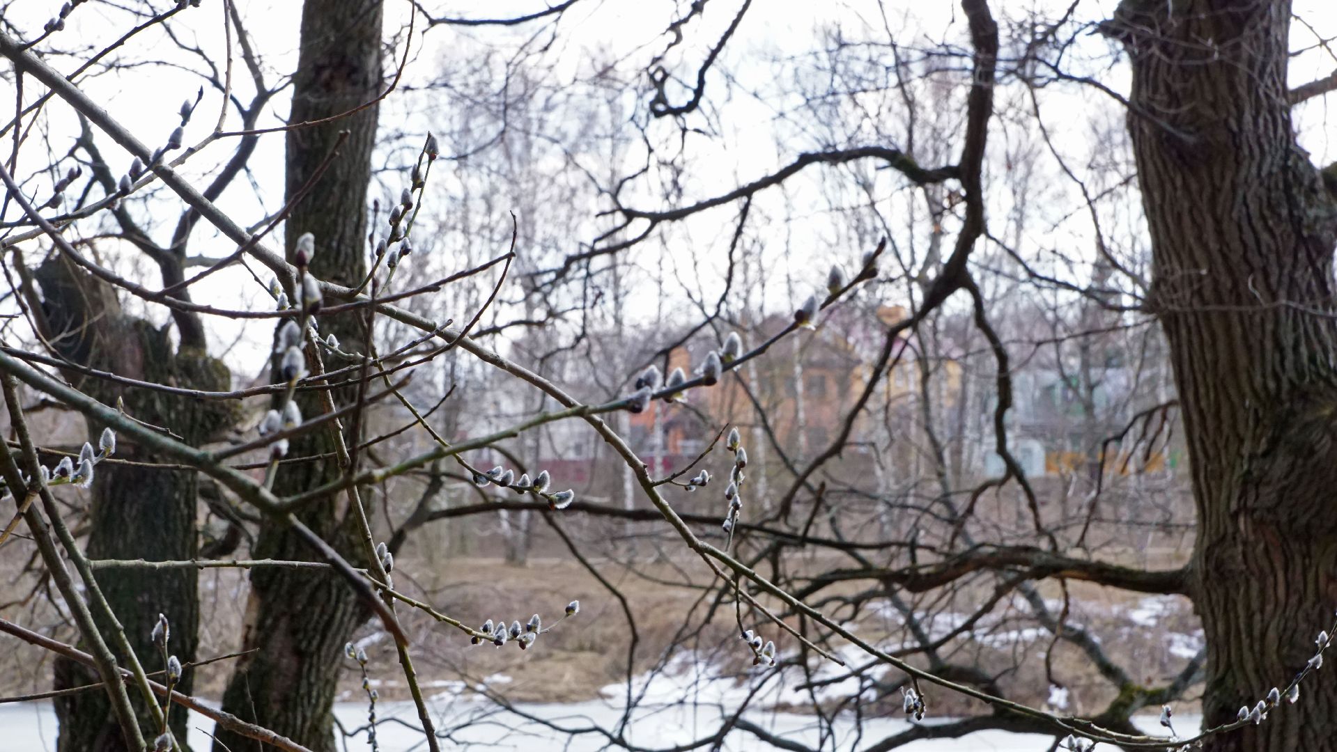 Подольск, верба