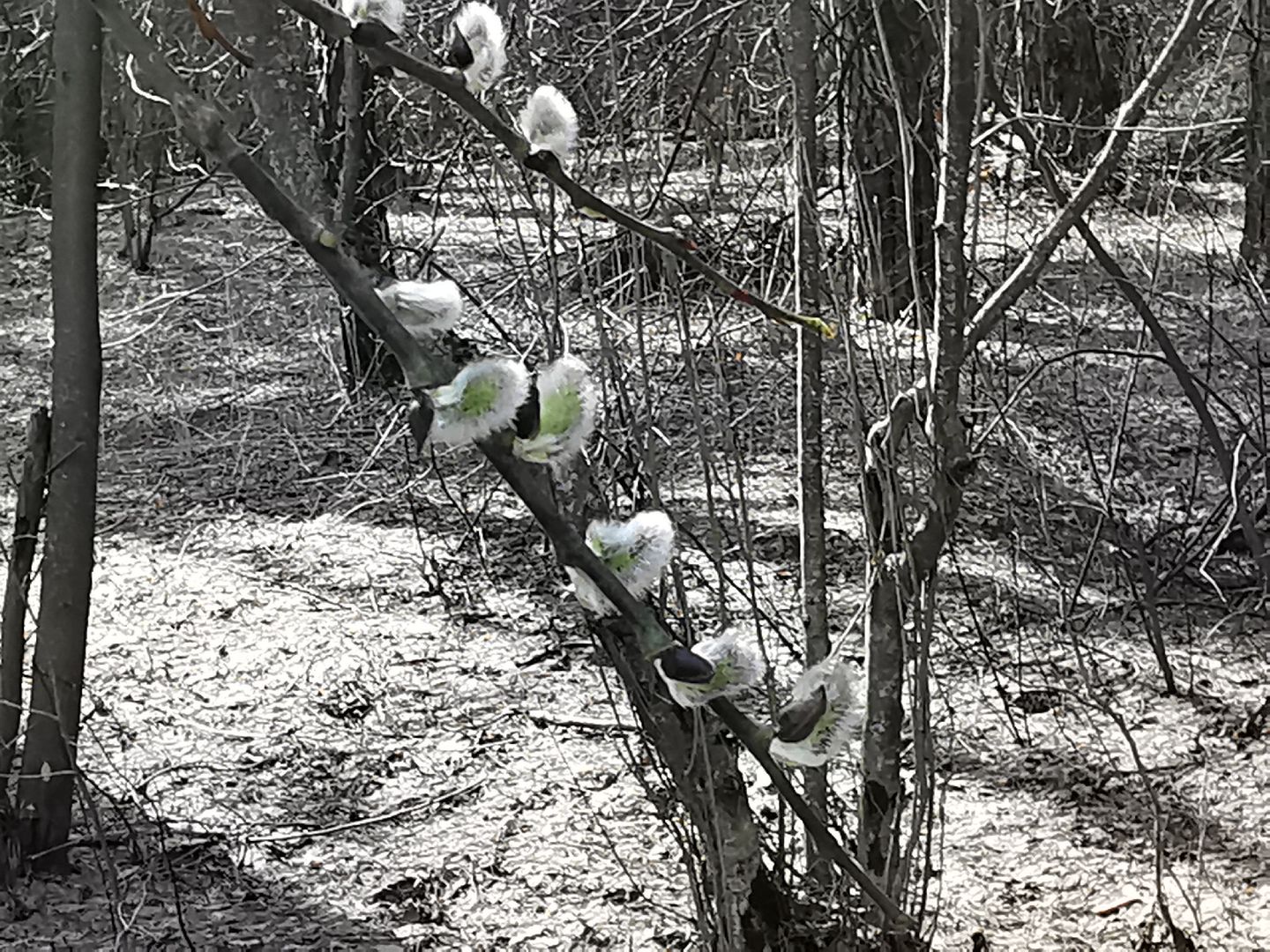 Подольск, верба