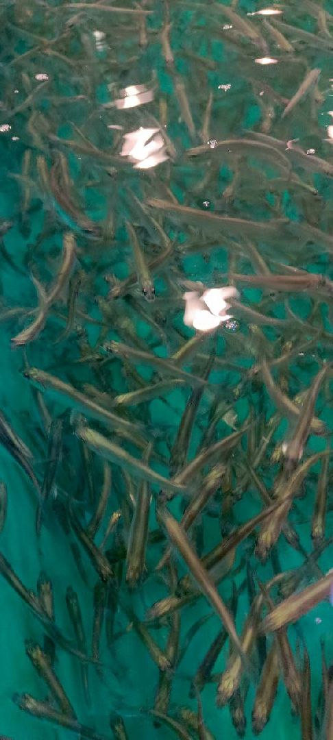 Дмитров, ВНИРО, ВНИИПРХ,