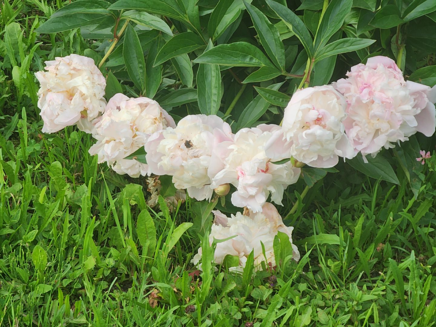 Звенигород, образование подмосковья,