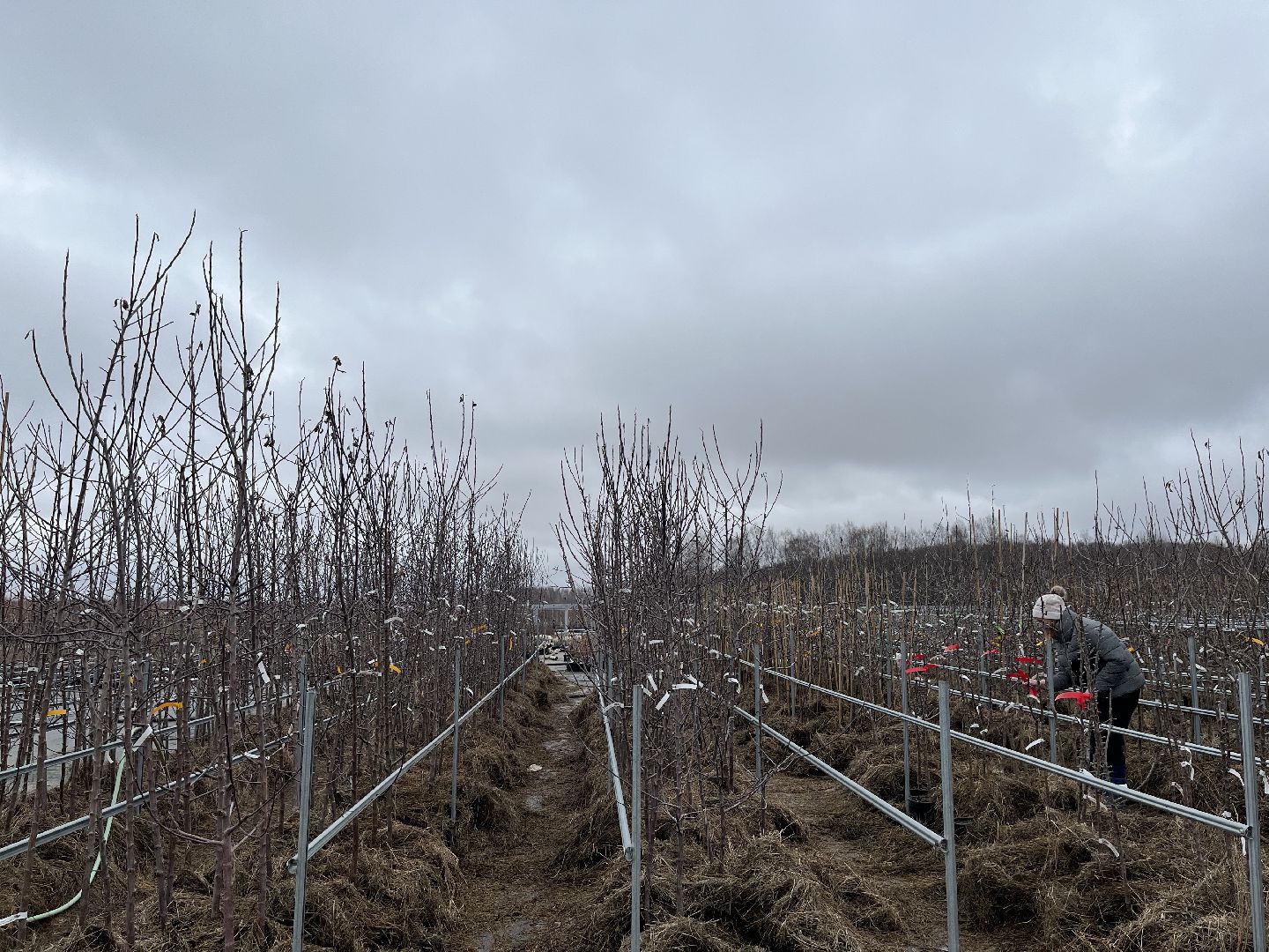 Шаховская, питомник, растения