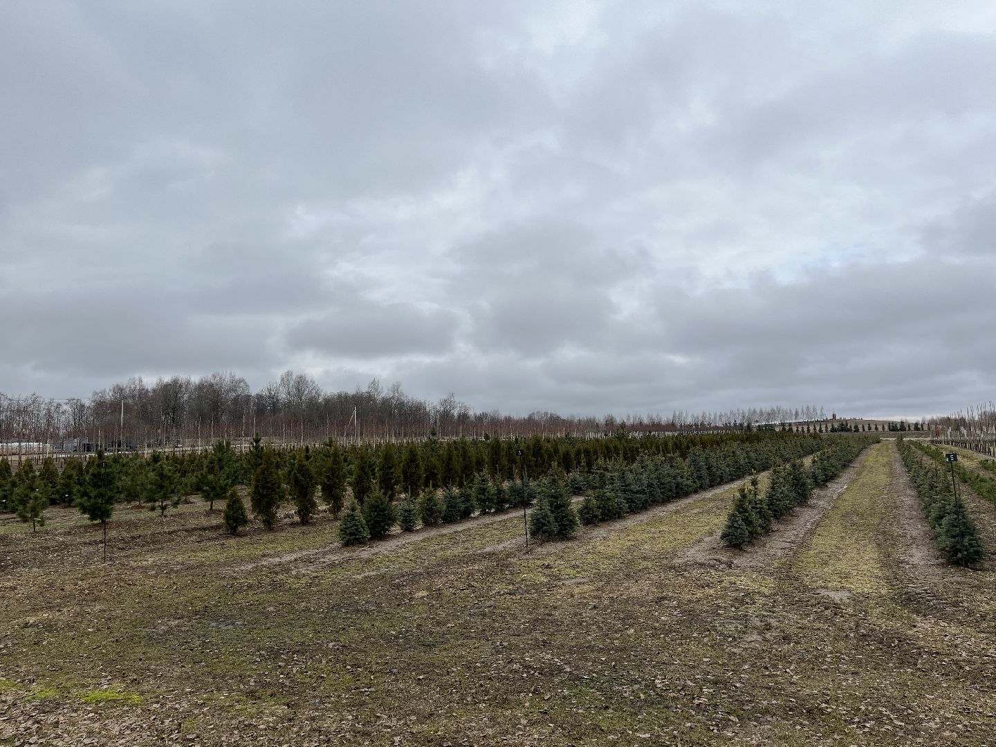 Шаховская, питомник, растения