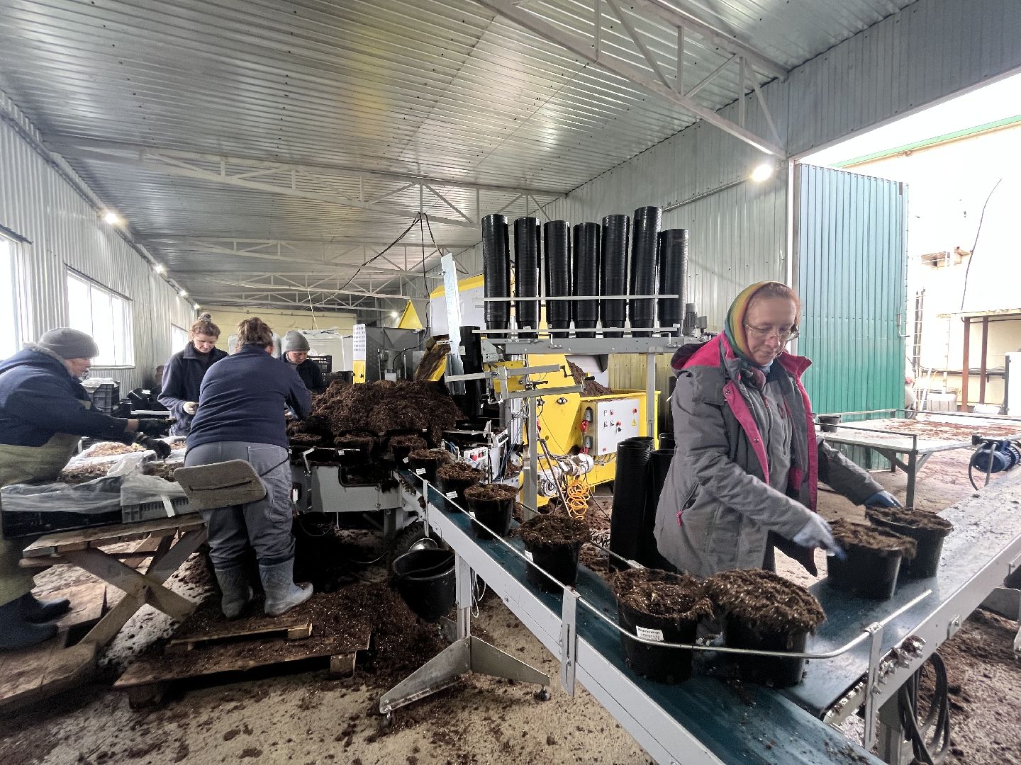 Шаховская, питомник, растения