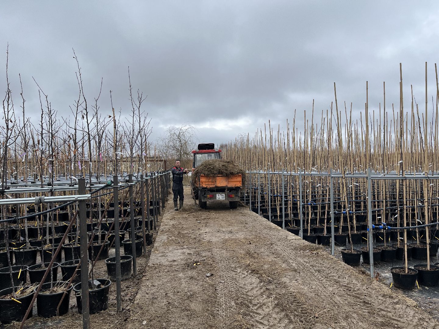 Шаховская, питомник, растения