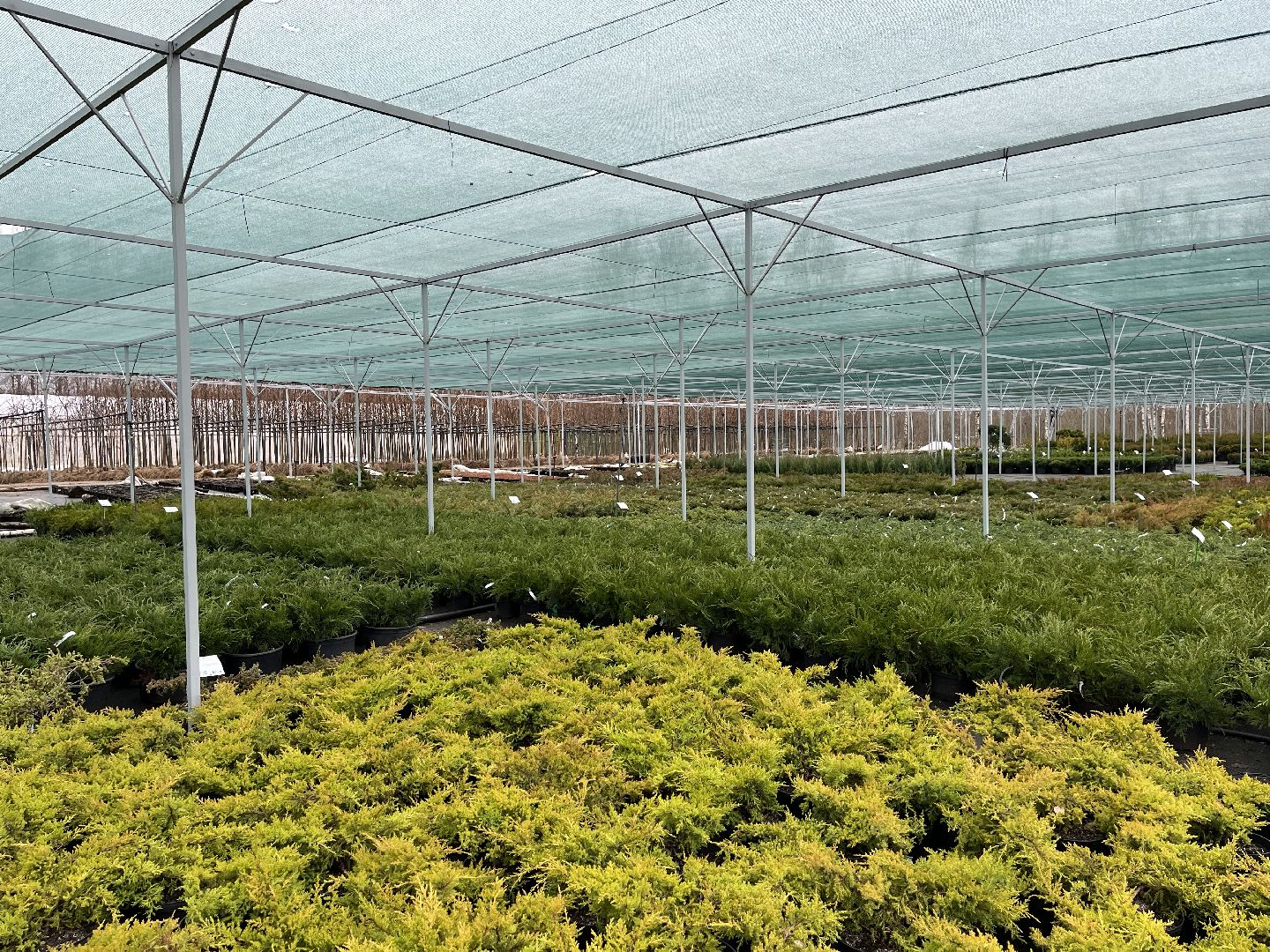 Шаховская, питомник, растения