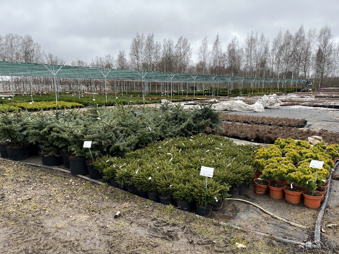 Шаховская, питомник, растения