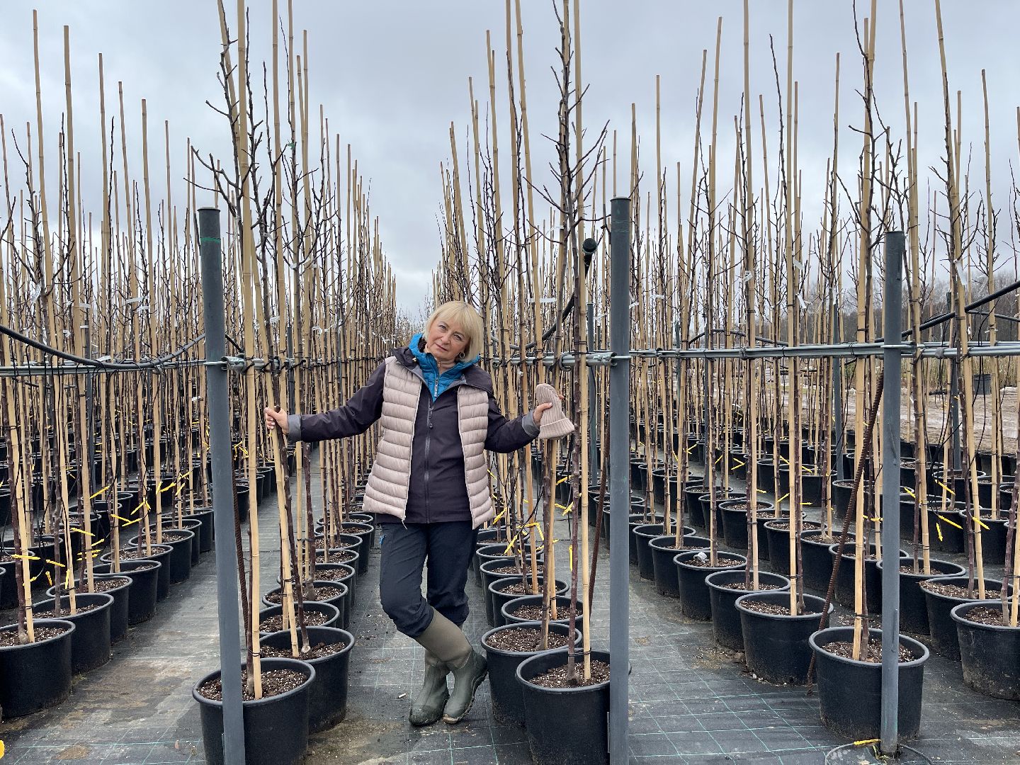 Шаховская, питомник, растения