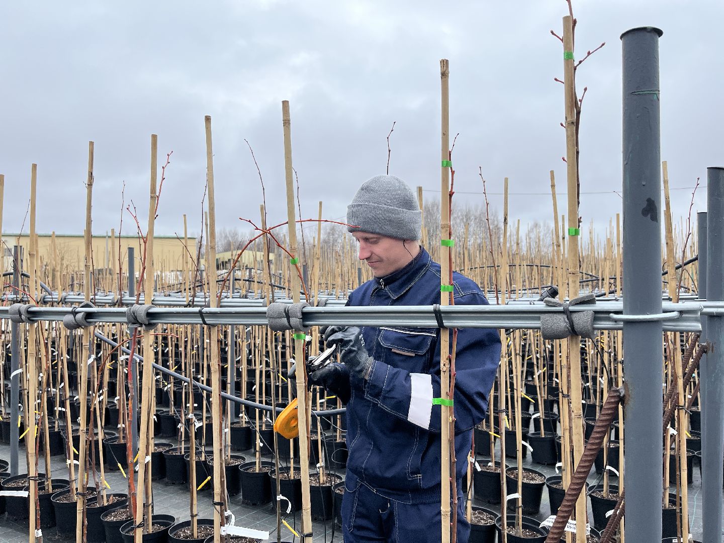 Шаховская, питомник, растения