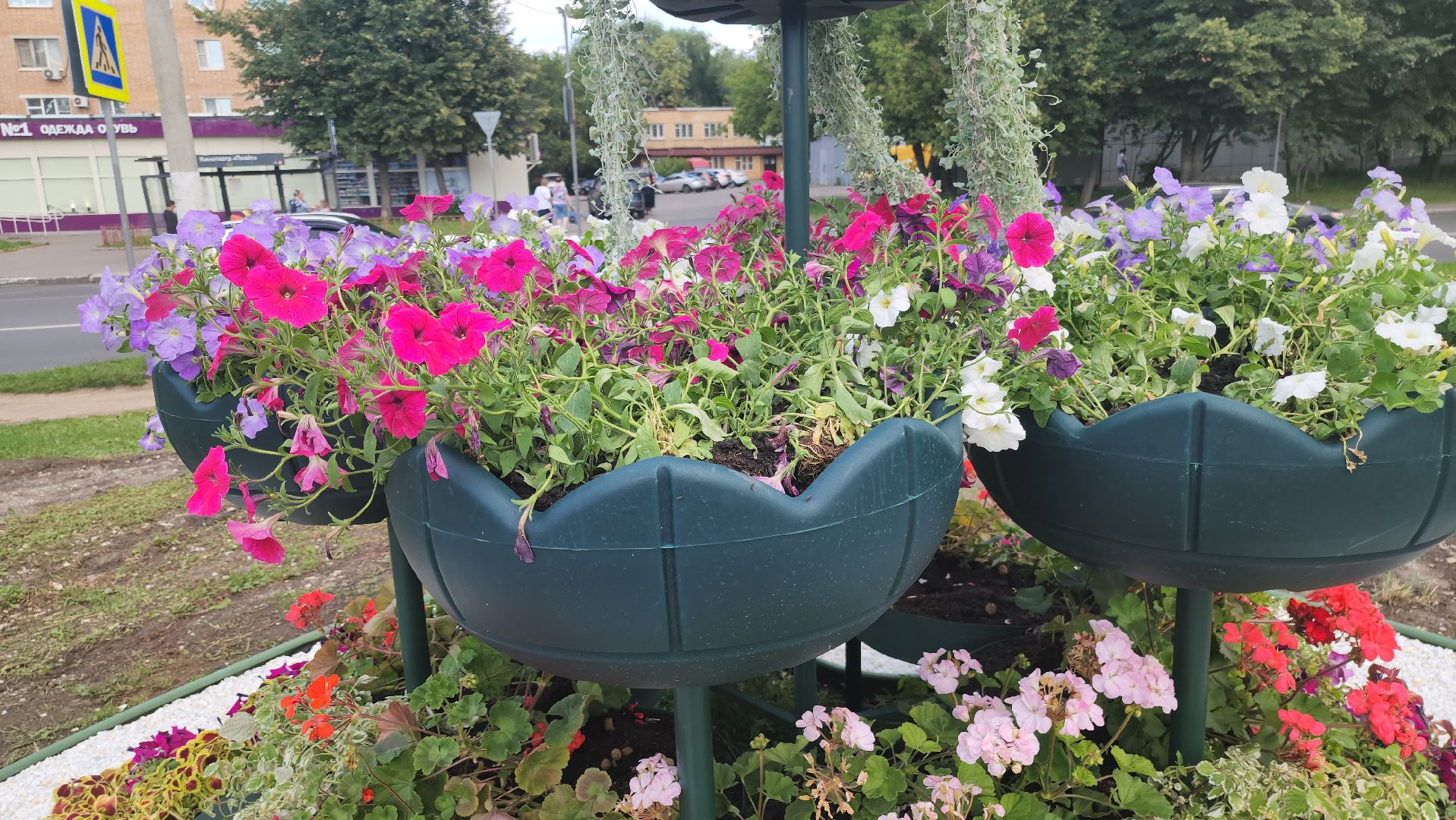долгопрудный, владислав юдин, клумбы, кашпо, петуньи, дихондры,