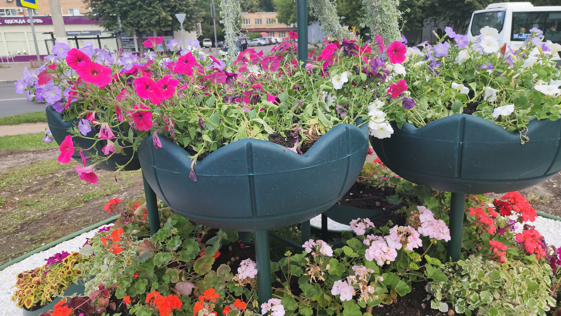 долгопрудный, владислав юдин, клумбы, кашпо, петуньи, дихондры,