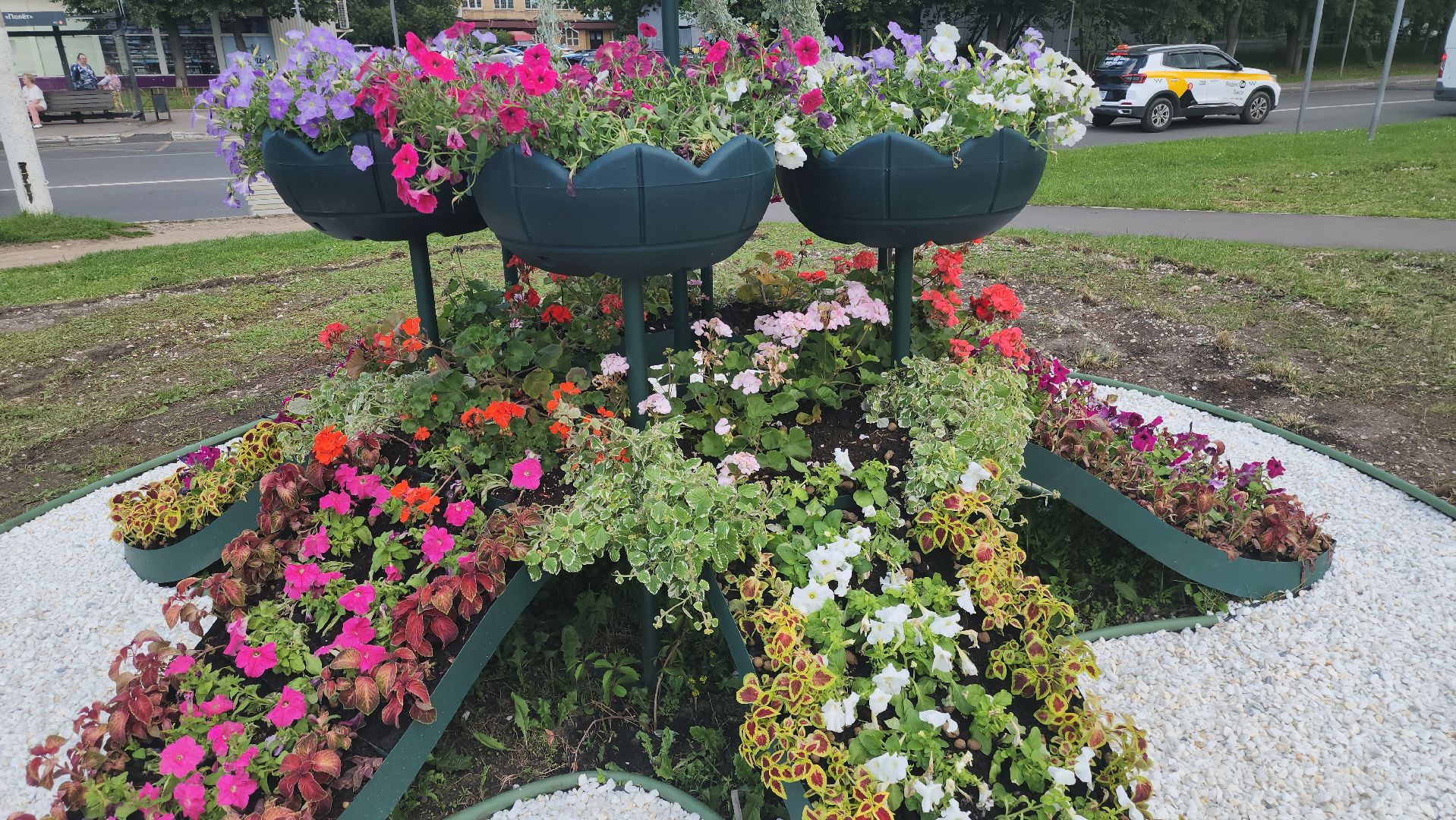долгопрудный, владислав юдин, клумбы, кашпо, петуньи, дихондры,