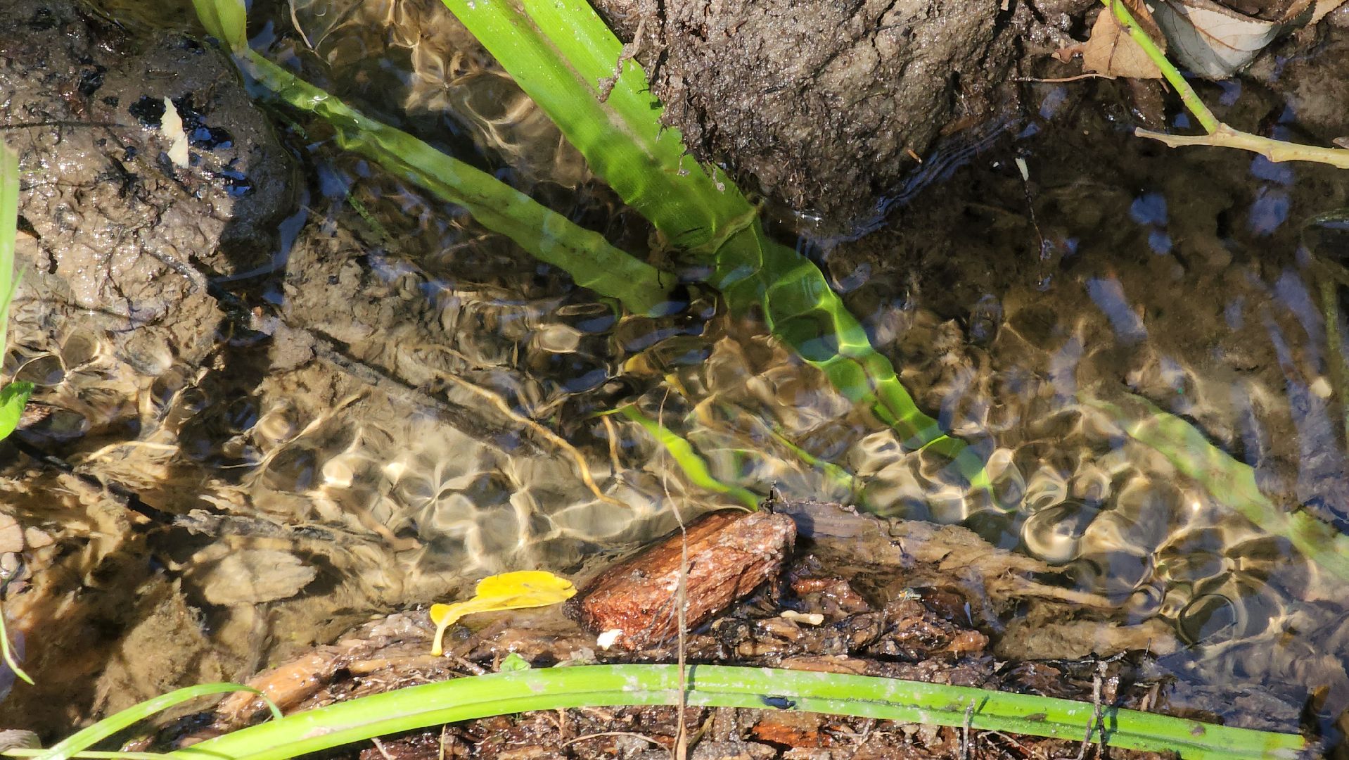 Егорьевск, Родник, Подмосковье, Московская область, Родионово,