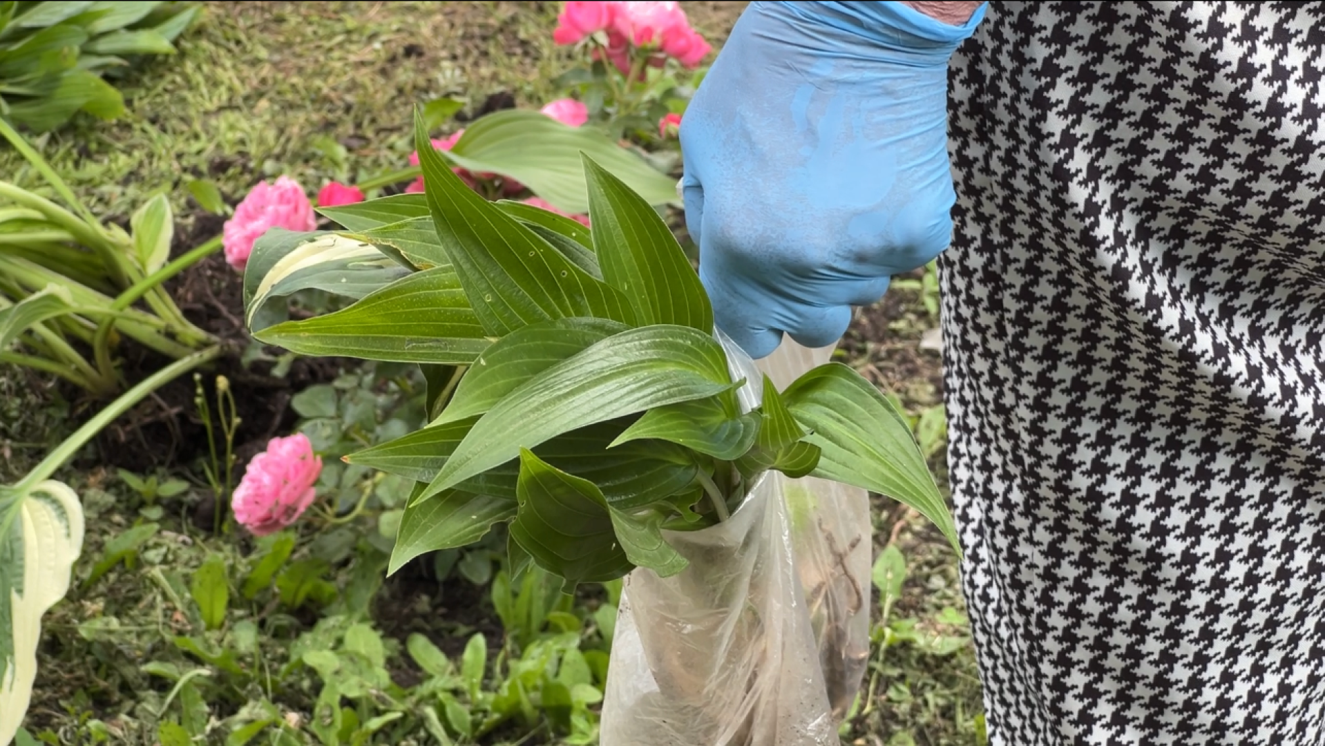 химки, благоустройство, больница, садоводство, клумбы,